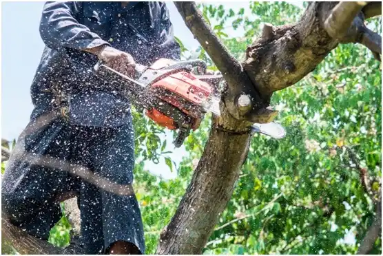 tree services Joseph